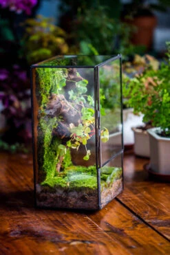 NCYP Close Geometric Glass Terrarium With Door, Tin Sealed Rectangle Tall Moss Wall Planter For Moss Wall, Fern, Landscape Multiple Size 37 NCYP Close Geometric Glass Terrarium With Door, Tin Sealed Rectangle Tall Moss Wall Planter For Moss Wall, Fern, Landscape Multiple Size -Glass Plant Store IMG 0229