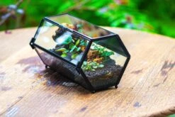 NCYP Long Hexagon Mimi Geometric Terrarium For Spiders And Small Insects 29 NCYP Long Hexagon Mimi Geometric Terrarium For Spiders And Small Insects -Glass Plant Store IMG 0360