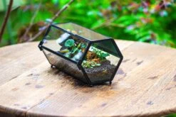 NCYP Long Hexagon Mimi Geometric Terrarium For Spiders And Small Insects 30 NCYP Long Hexagon Mimi Geometric Terrarium For Spiders And Small Insects -Glass Plant Store IMG 0361