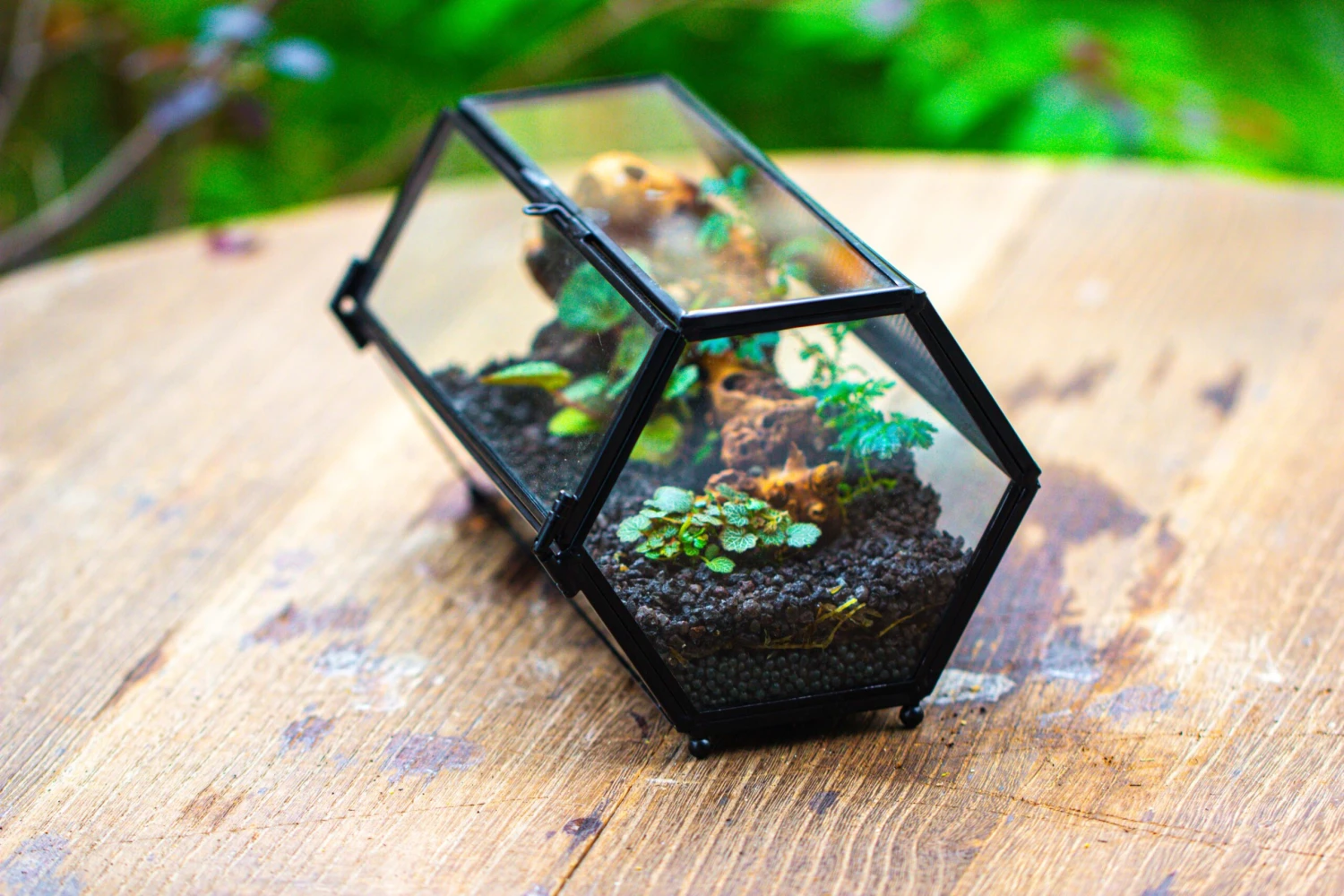 NCYP Long Hexagon Mimi Geometric Terrarium For Spiders And Small Insects 14 NCYP Long Hexagon Mimi Geometric Terrarium For Spiders And Small Insects - Image 14