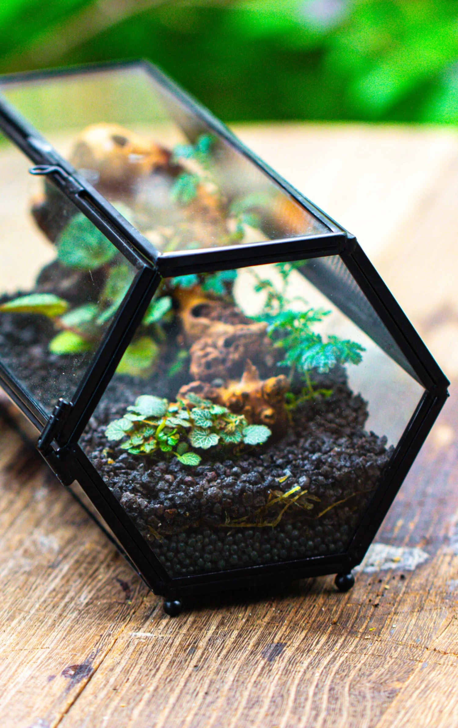 NCYP Long Hexagon Mimi Geometric Terrarium For Spiders And Small Insects 7 NCYP Long Hexagon Mimi Geometric Terrarium For Spiders And Small Insects - Image 7