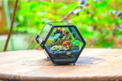 NCYP Long Hexagon Mimi Geometric Terrarium For Spiders And Small Insects 35 NCYP Long Hexagon Mimi Geometric Terrarium For Spiders And Small Insects -Glass Plant Store IMG 0368 2