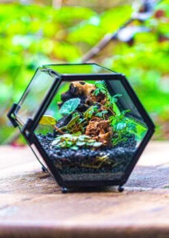 NCYP Long Hexagon Mimi Geometric Terrarium For Spiders And Small Insects 28 NCYP Long Hexagon Mimi Geometric Terrarium For Spiders And Small Insects -Glass Plant Store IMG 0368