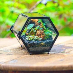 NCYP Long Hexagon Mimi Geometric Terrarium For Spiders And Small Insects 22 NCYP Long Hexagon Mimi Geometric Terrarium For Spiders And Small Insects -Glass Plant Store IMG 0369 1