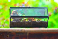 NCYP Long Hexagon Mimi Geometric Terrarium For Spiders And Small Insects 27 NCYP Long Hexagon Mimi Geometric Terrarium For Spiders And Small Insects -Glass Plant Store IMG 0376