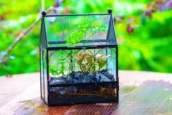 Vintage Mini House Shape Glass Geometric Terrarium For Jumping Spider 22 Vintage Mini House Shape Glass Geometric Terrarium For Jumping Spider -Glass Plant Store IMG 0422