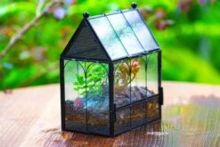 Vintage Mini House Shape Glass Geometric Terrarium For Jumping Spider 33 Vintage Mini House Shape Glass Geometric Terrarium For Jumping Spider -Glass Plant Store IMG 0423