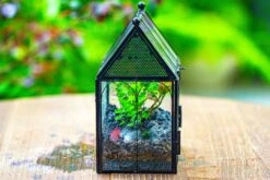 Vintage Mini House Shape Glass Geometric Terrarium For Jumping Spider 37 Vintage Mini House Shape Glass Geometric Terrarium For Jumping Spider -Glass Plant Store IMG 0427
