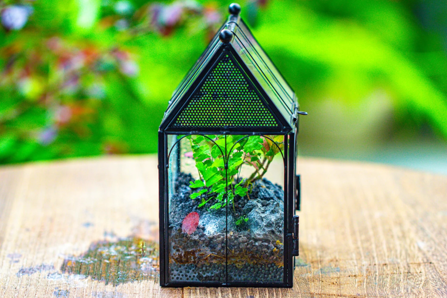 Vintage Mini House Shape Glass Geometric Terrarium For Jumping Spider 18 Vintage Mini House Shape Glass Geometric Terrarium For Jumping Spider - Image 18