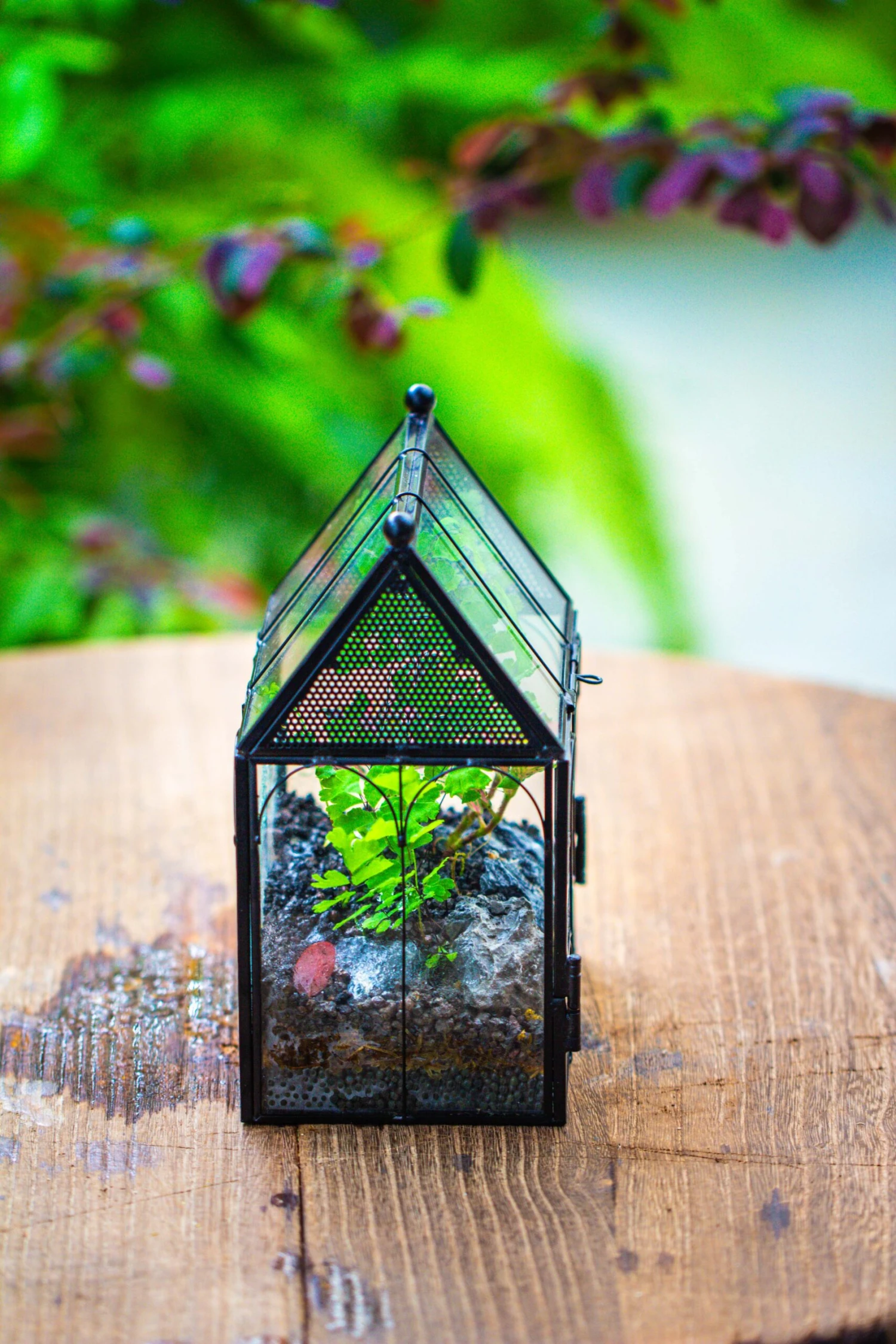 Vintage Mini House Shape Glass Geometric Terrarium For Jumping Spider 19 Vintage Mini House Shape Glass Geometric Terrarium For Jumping Spider - Image 19