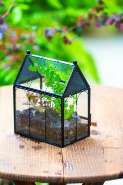 Vintage Mini House Shape Glass Geometric Terrarium For Jumping Spider 23 Vintage Mini House Shape Glass Geometric Terrarium For Jumping Spider -Glass Plant Store IMG 0429 2