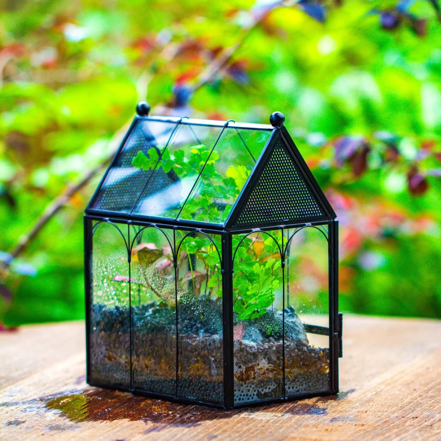 Vintage Mini House Shape Glass Geometric Terrarium For Jumping Spider 1 Vintage Mini House Shape Glass Geometric Terrarium For Jumping Spider