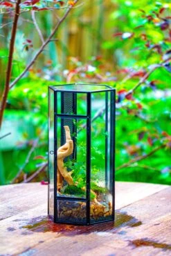 NCYP Tall Hexagon Mimi Geometric Terrarium For Spiders And Small Insects 23 NCYP Tall Hexagon Mimi Geometric Terrarium For Spiders And Small Insects -Glass Plant Store IMG 0458 2