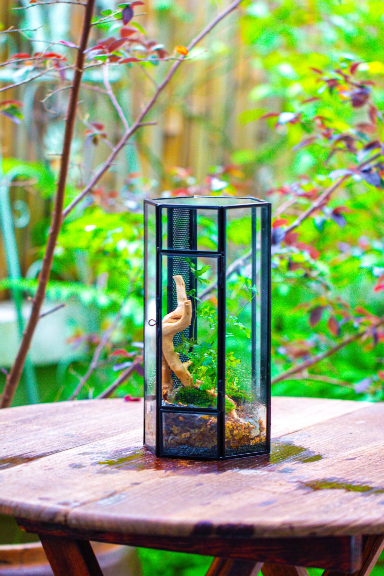 NCYP Tall Hexagon Mimi Geometric Terrarium For Spiders And Small Insects 10 NCYP Tall Hexagon Mimi Geometric Terrarium For Spiders And Small Insects - Image 10