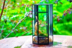 NCYP Tall Hexagon Mimi Geometric Terrarium For Spiders And Small Insects 31 NCYP Tall Hexagon Mimi Geometric Terrarium For Spiders And Small Insects -Glass Plant Store IMG 0462