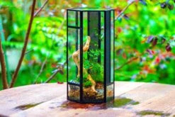 NCYP Tall Hexagon Mimi Geometric Terrarium For Spiders And Small Insects 32 NCYP Tall Hexagon Mimi Geometric Terrarium For Spiders And Small Insects -Glass Plant Store IMG 0463