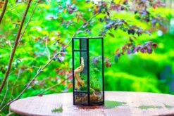 NCYP Tall Hexagon Mimi Geometric Terrarium For Spiders And Small Insects 22 NCYP Tall Hexagon Mimi Geometric Terrarium For Spiders And Small Insects -Glass Plant Store IMG 0465