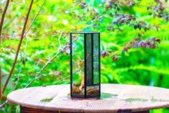 NCYP Tall Hexagon Mimi Geometric Terrarium For Spiders And Small Insects 26 NCYP Tall Hexagon Mimi Geometric Terrarium For Spiders And Small Insects -Glass Plant Store IMG 0468