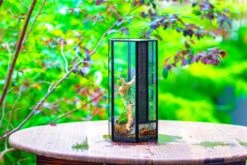 NCYP Tall Hexagon Mimi Geometric Terrarium For Spiders And Small Insects 34 NCYP Tall Hexagon Mimi Geometric Terrarium For Spiders And Small Insects -Glass Plant Store IMG 0471