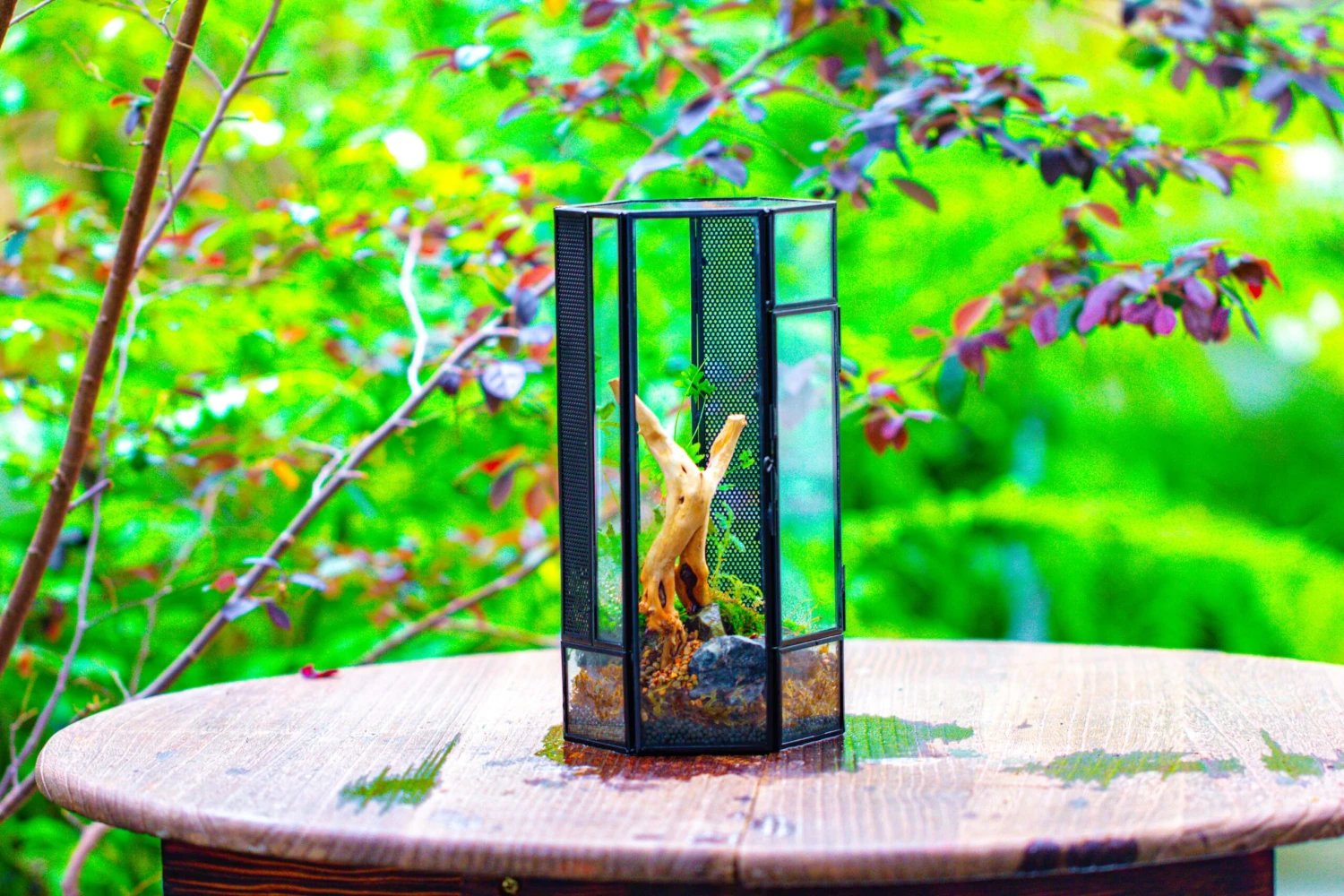 NCYP Tall Hexagon Mimi Geometric Terrarium For Spiders And Small Insects 16 NCYP Tall Hexagon Mimi Geometric Terrarium For Spiders And Small Insects - Image 16