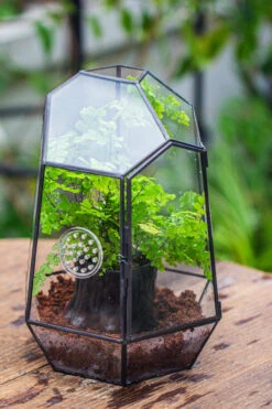 NCYP Close Geometric Glass Terrarium With Door, With Vents, Coconut Coir, Tree Stump Like Black Pot Building Set, For Snails, Spiders -Glass Plant Store IMG 0649