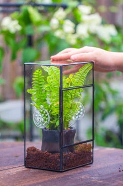 Rectangle Tin And Glass Geometric Terrarium Kit, With Side Door, With Vent, Snail Terrarium Building Set 23 Rectangle Tin And Glass Geometric Terrarium Kit, With Side Door, With Vent, Snail Terrarium Building Set -Glass Plant Store IMG 0682