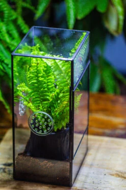 Rectangle Tin And Glass Geometric Terrarium Kit, With Side Door, With Vent, Snail Terrarium Building Set 22 Rectangle Tin And Glass Geometric Terrarium Kit, With Side Door, With Vent, Snail Terrarium Building Set -Glass Plant Store IMG 0711