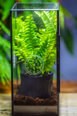 Rectangle Tin And Glass Geometric Terrarium Kit, With Side Door, With Vent, Snail Terrarium Building Set 19 Rectangle Tin And Glass Geometric Terrarium Kit, With Side Door, With Vent, Snail Terrarium Building Set -Glass Plant Store IMG 0712