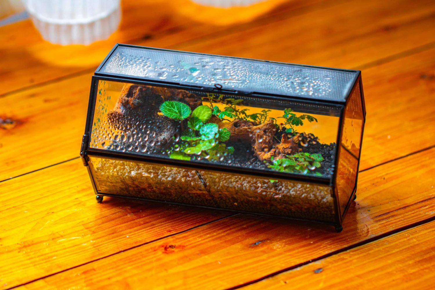 NCYP Long Hexagon Mimi Geometric Terrarium For Spiders And Small Insects 4 NCYP Long Hexagon Mimi Geometric Terrarium For Spiders And Small Insects - Image 4