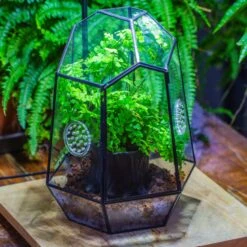 NCYP Close Geometric Glass Terrarium With Door, With Vents, Coconut Coir, Tree Stump Like Black Pot Building Set, For Snails, Spiders
