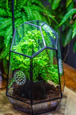 NCYP Close Geometric Glass Terrarium With Door, With Vents, Coconut Coir, Tree Stump Like Black Pot Building Set, For Snails, Spiders -Glass Plant Store IMG 0752