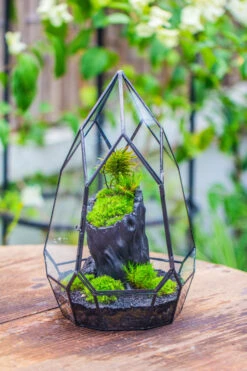 NCYP Irregular Close Geometric Glass Terrarium With Door Tall Teardrop Container Moss Terrarium DIY Building Kit -Glass Plant Store IMG 0852