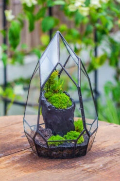 NCYP Irregular Close Geometric Glass Terrarium With Door Tall Teardrop Container Moss Terrarium DIY Building Kit -Glass Plant Store IMG 0855