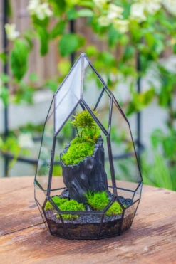NCYP Irregular Close Geometric Glass Terrarium With Door Tall Teardrop Container Moss Terrarium DIY Building Kit -Glass Plant Store IMG 0857