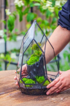 NCYP Irregular Close Geometric Glass Terrarium With Door Tall Teardrop Container Moss Terrarium DIY Building Kit -Glass Plant Store IMG 0860