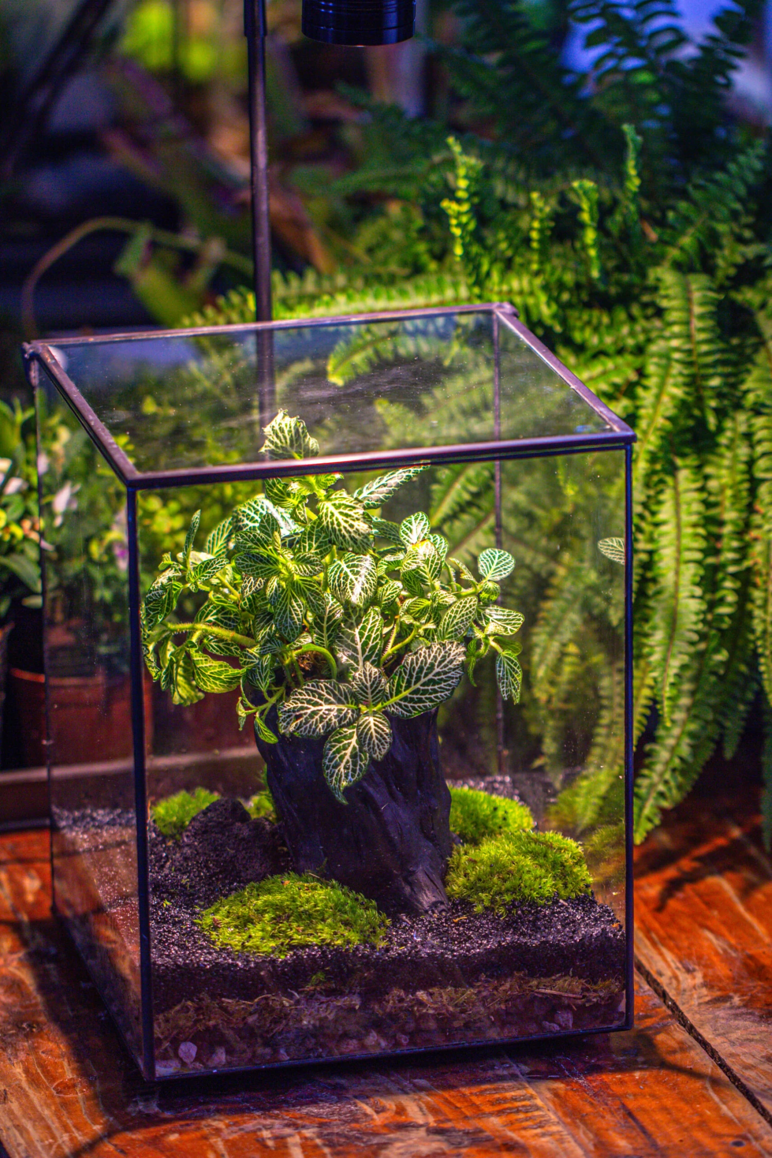 8x8x10" Tin And Glass Terrarium Kit, Tree And Moss Land 5 8x8x10" Tin And Glass Terrarium Kit, Tree And Moss Land - Image 5