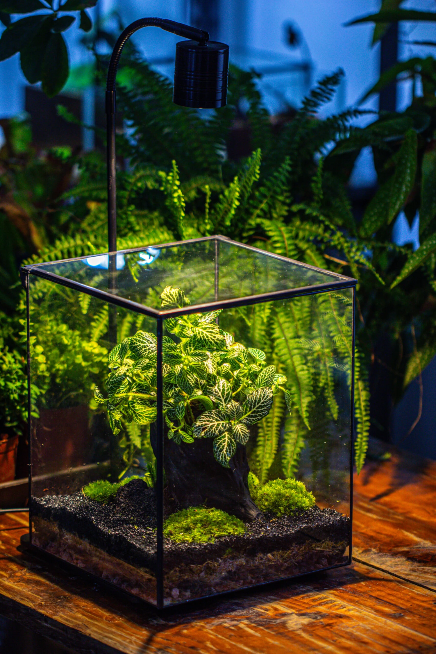 8x8x10" Tin And Glass Terrarium Kit, Tree And Moss Land 7 8x8x10" Tin And Glass Terrarium Kit, Tree And Moss Land - Image 7