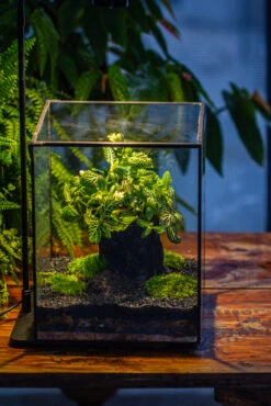 8x8x10" Tin And Glass Terrarium Kit, Tree And Moss Land 28 8x8x10" Tin And Glass Terrarium Kit, Tree And Moss Land -Glass Plant Store IMG 1026