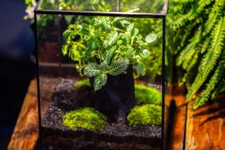 8x8x10" Tin And Glass Terrarium Kit, Tree And Moss Land 29 8x8x10" Tin And Glass Terrarium Kit, Tree And Moss Land -Glass Plant Store IMG 1027