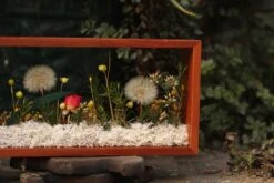 Presered Dandelion Set 3 Pcs Dried Flowers, DIY Material For Bouquet, -Glass Plant Store IMG 1029