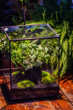 8x8x10" Tin And Glass Terrarium Kit, Tree And Moss Land 31 8x8x10" Tin And Glass Terrarium Kit, Tree And Moss Land -Glass Plant Store IMG 1034