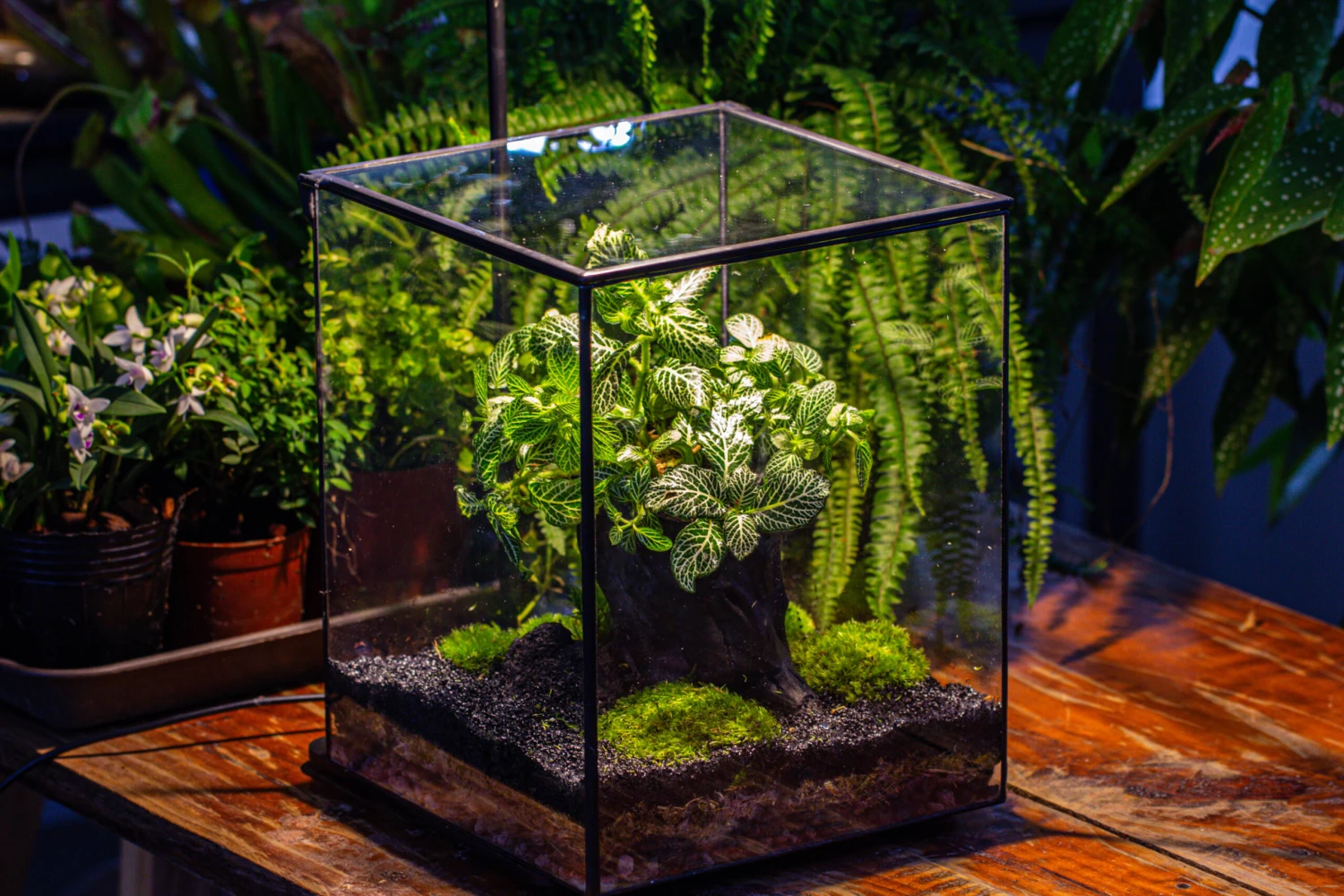 8x8x10" Tin And Glass Terrarium Kit, Tree And Moss Land 13 8x8x10" Tin And Glass Terrarium Kit, Tree And Moss Land - Image 13