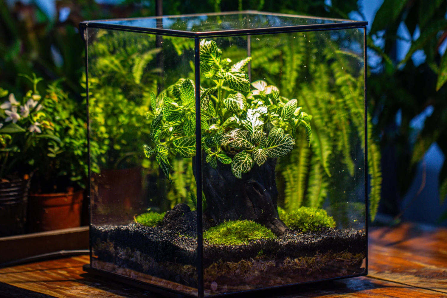 8x8x10" Tin And Glass Terrarium Kit, Tree And Moss Land 15 8x8x10" Tin And Glass Terrarium Kit, Tree And Moss Land - Image 15