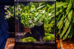 8x8x10" Tin And Glass Terrarium Kit, Tree And Moss Land 30 8x8x10" Tin And Glass Terrarium Kit, Tree And Moss Land -Glass Plant Store IMG 1038