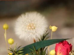 Presered Dandelion Set 3 Pcs Dried Flowers, DIY Material For Bouquet, -Glass Plant Store IMG 1039