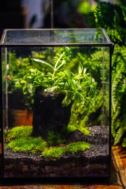 8x8x10" Tin And Glass Terrarium Kit, Tree And Moss Land 36 8x8x10" Tin And Glass Terrarium Kit, Tree And Moss Land -Glass Plant Store IMG 1040