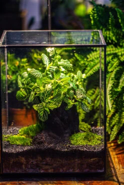 8x8x10" Tin And Glass Terrarium Kit, Tree And Moss Land 37 8x8x10" Tin And Glass Terrarium Kit, Tree And Moss Land -Glass Plant Store IMG 1041