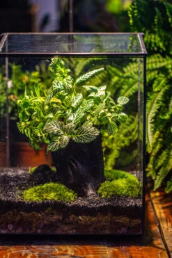 8x8x10" Tin And Glass Terrarium Kit, Tree And Moss Land 35 8x8x10" Tin And Glass Terrarium Kit, Tree And Moss Land -Glass Plant Store IMG 1042