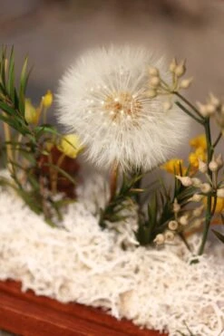 Presered Dandelion Set 3 Pcs Dried Flowers, DIY Material For Bouquet, -Glass Plant Store IMG 1045