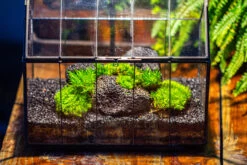 Handmade Vintage Greenhouse Inspired Tin Terrarium With LED Grow Light Set, Closed Glass Planter Set 36 Handmade Vintage Greenhouse Inspired Tin Terrarium With LED Grow Light Set, Closed Glass Planter Set -Glass Plant Store IMG 1058 8c9ad85b a785 4e87 b849 0041e6b83834